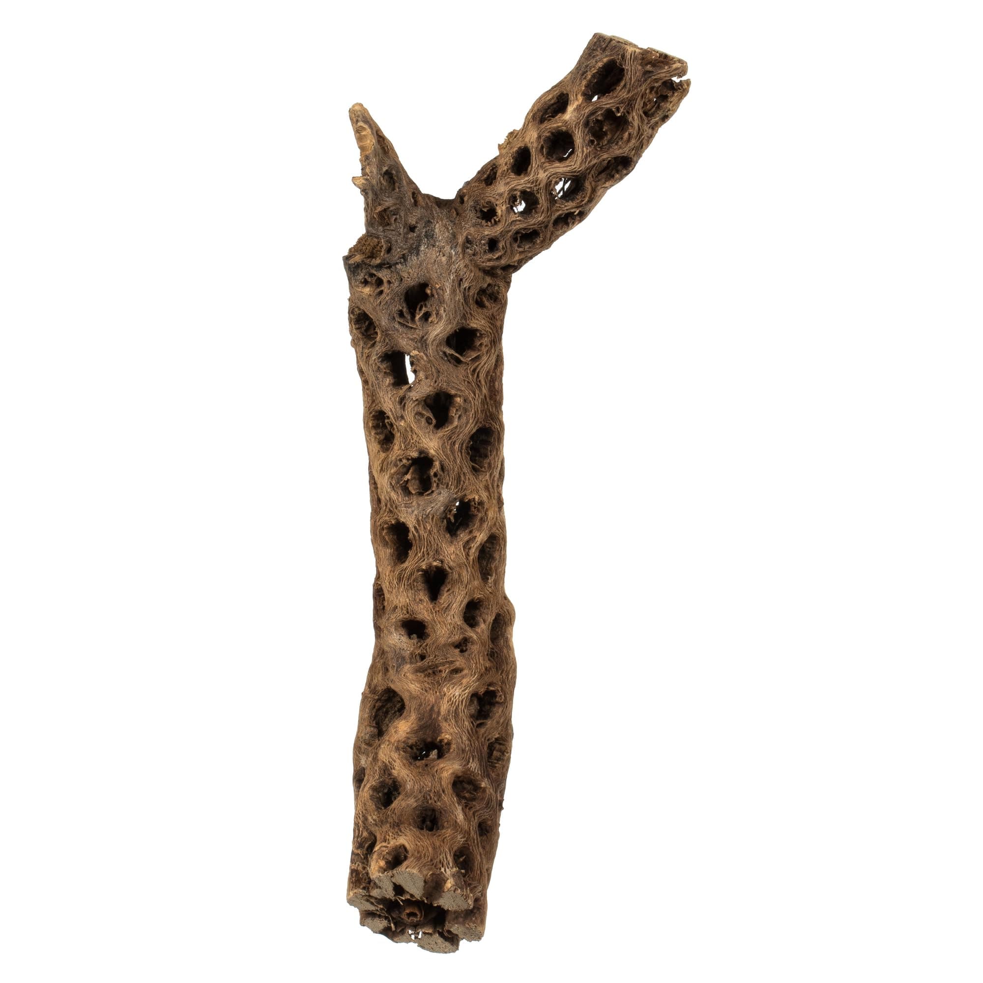 Vickerman 10-12" Natural Cholla Deco Segment, 1 Piece, Dried
