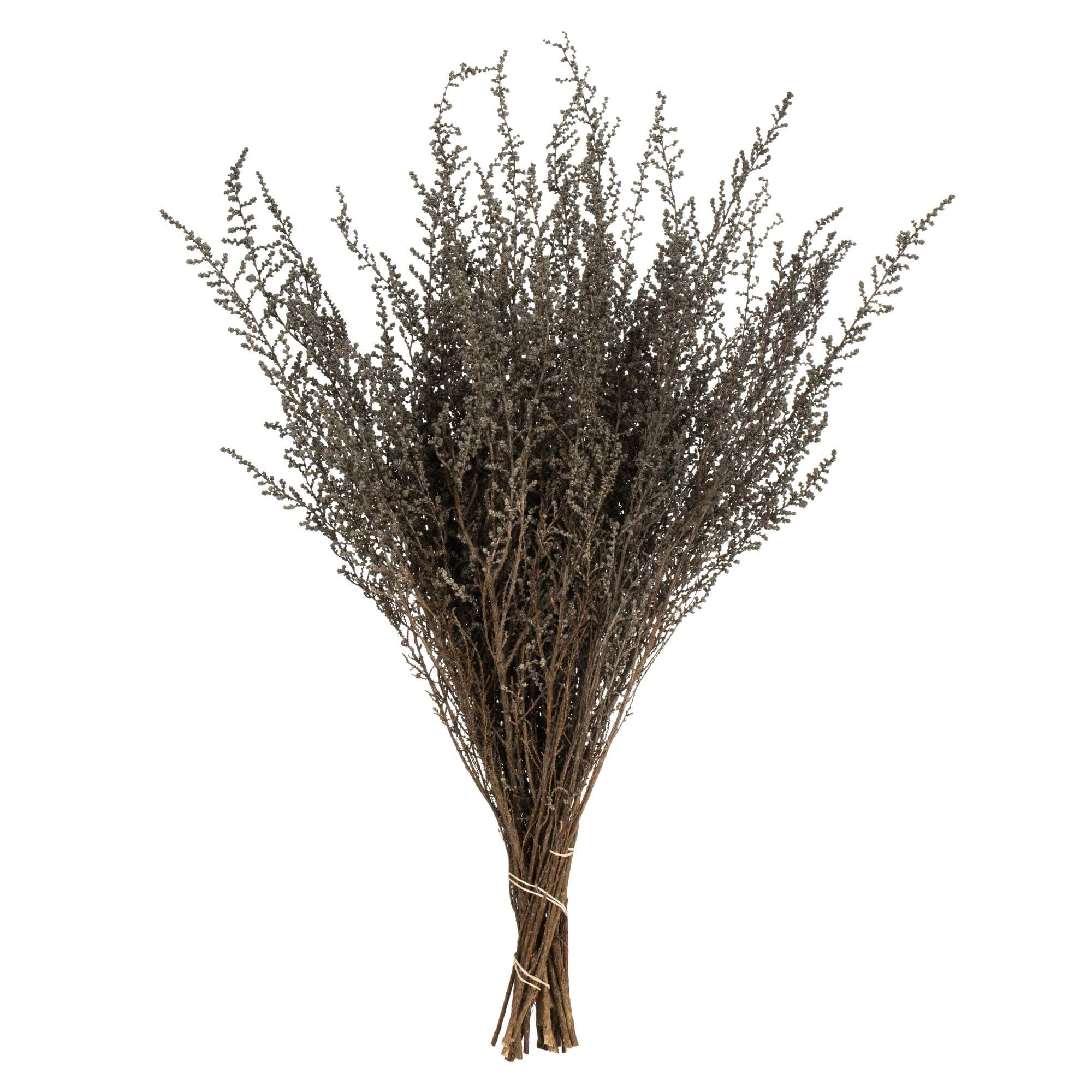 Afloral Vickerman 14-18" Silver White Stoebe Bundle - Natural Stems - 5-6 oz per Bundle - Preserved - Size May Vary - Great for Natural Arrangements - Natural Decorations for Home or Office