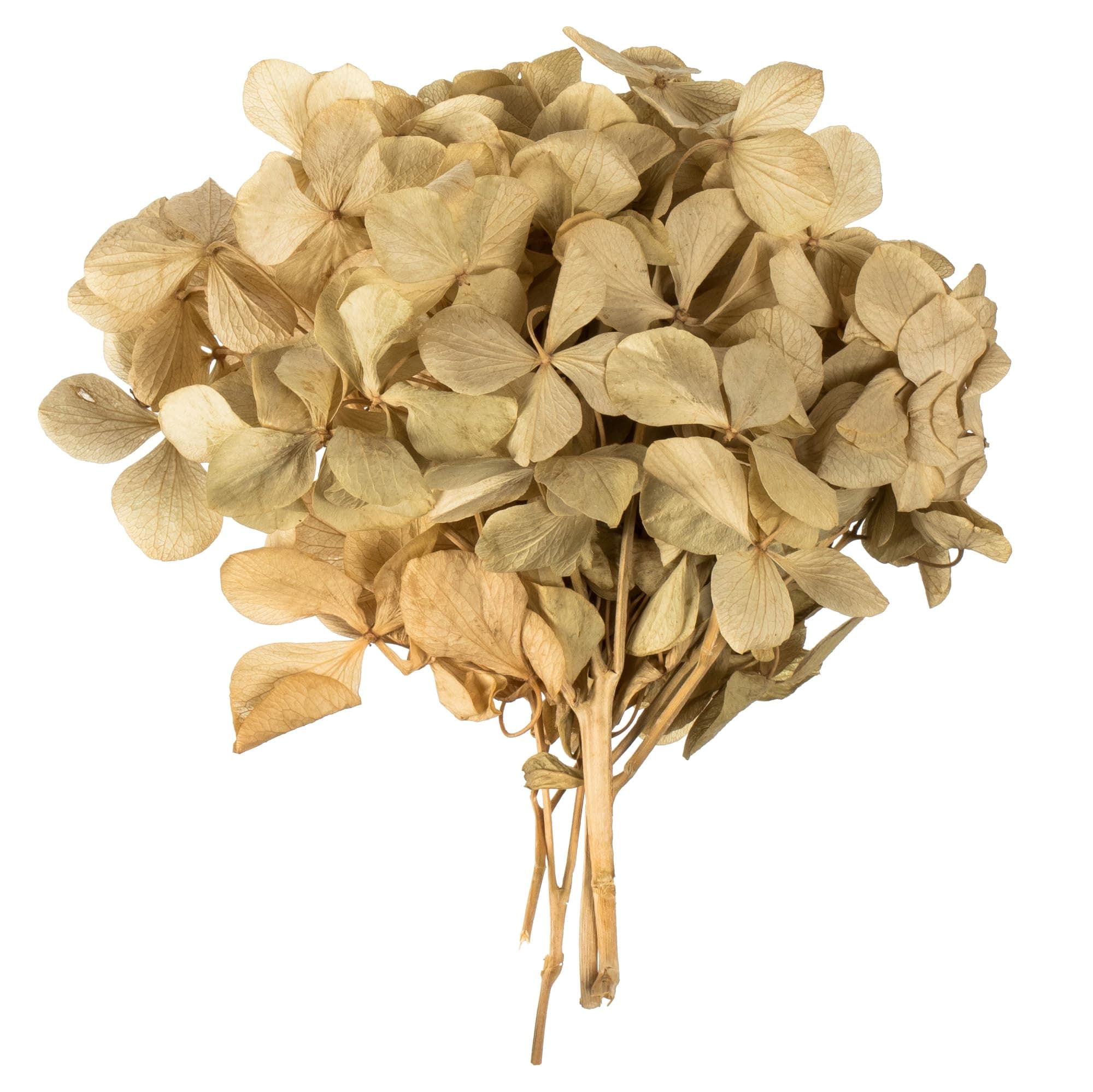 Vickerman 10 x 3 x 21 Tray Natural Hydrangea Pieces. Tray Multi stem, Preserved