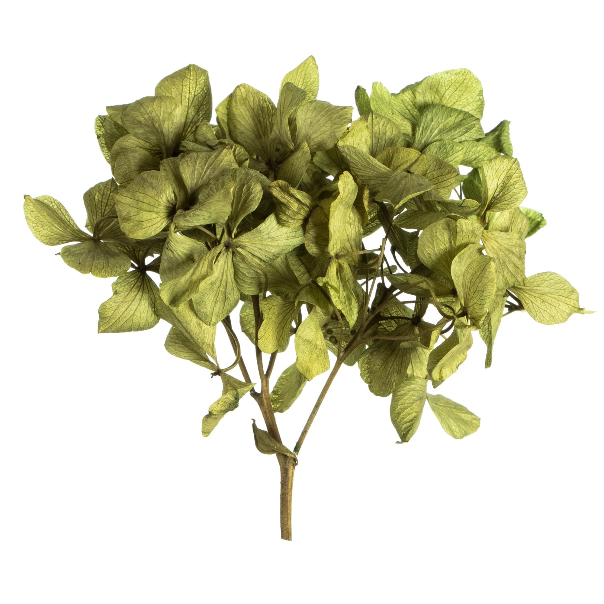 Vickerman 10 x 3 x 21 Tray Basil Hydrangea Pieces. Tray Multi stem, Preserved